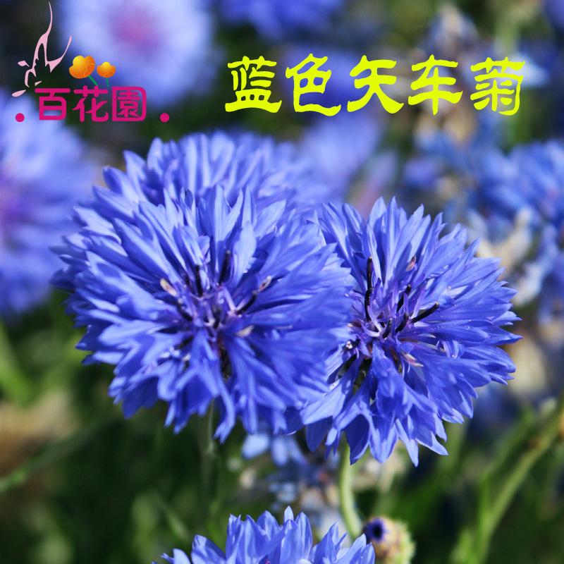 百花园蓝色矢车菊芙蓉花种子红色香粉四季播种绿化工程野花组合