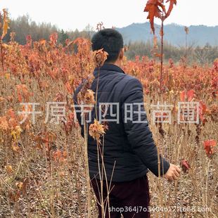 2024�＾�������֦������l�� ���Ǘ��� С��G�h Ҏ���Rȫ