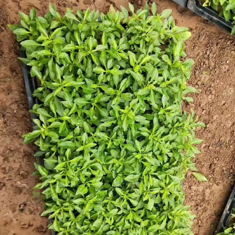 Заводская поставка пятицветных саженцев травы пятицветная трава красная трава зеленая трава пятицветная трава долгосрочная поддержка поставок смешанных партий