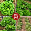 Cream lettuce seeds farmland vegetable garden can be potted leaves tender green, thick, soft, soft lettuce seeds, vegetable seeds