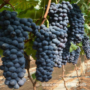 ������ �ĺ����ј��� �ϱ����NֲͥԺ���Ե��� �޷����ј�����ָ