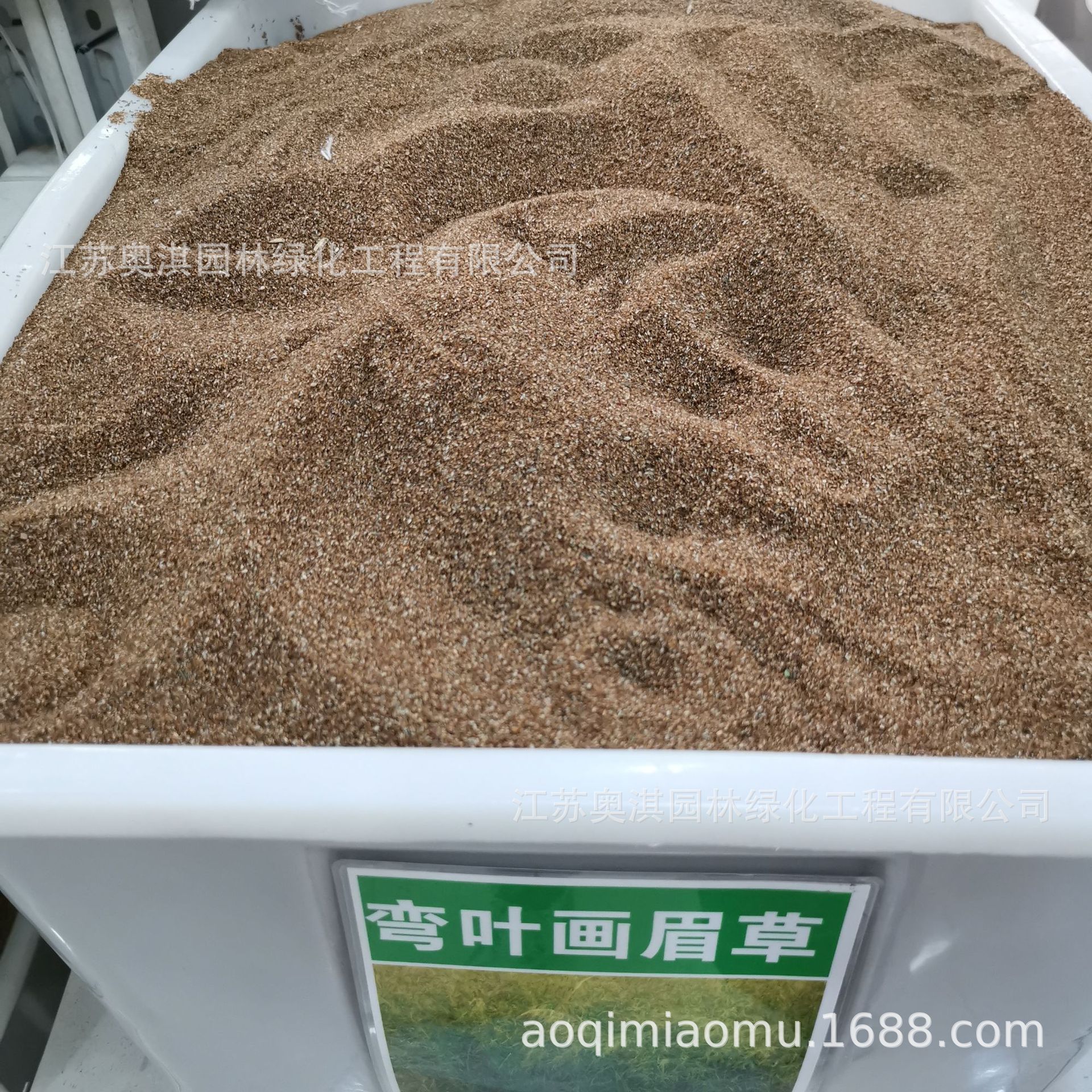 批发草坪种子 弯叶画眉草种子  弯叶画眉草籽 量大优惠 高出芽率|ms