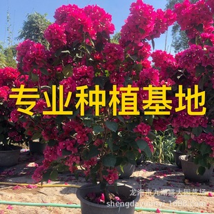 �����t������÷��r ���������ϻ�����÷�辰 ���l����÷�䘶�r��