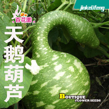 新种子天鹅葫芦鹤首葫芦异形葫芦娃文玩手捻菜葫芦别墅庭院