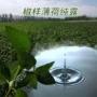 伊犁新疆保湿原产地纯露