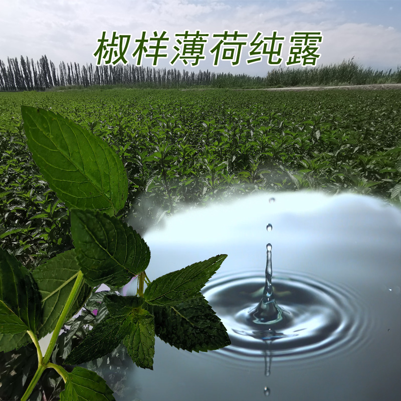 新疆伊犁精萃椒样薄荷纯露天然原产地种植提炼货源批发保湿护肤