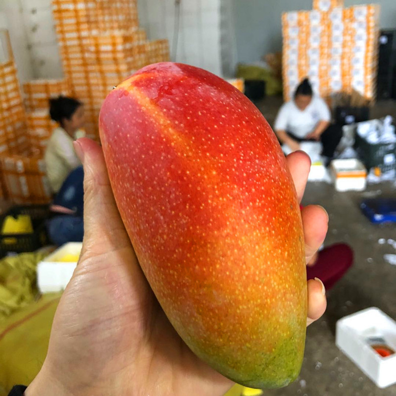 Guifei Mango Fresh Fruit from Guangxi, Seasonal Fruit, Red Golden Dragon Guifei Mango, Freshly Picked and Shipped, Sweet and Juicy