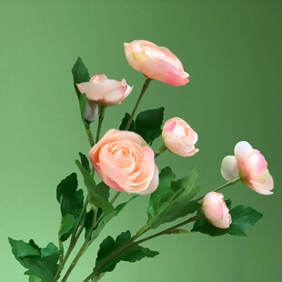 ��c���滨 �Ӹ�¶ɏ ��ĵ����ș ���S���l һ�����ldiy������