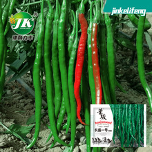源头厂家批发黑线椒种子辣椒种籽长香辣二金条美人椒黑绿色菜籽种