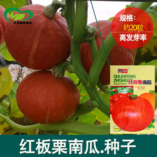 �t�����ϹϷN�����l �r��ˈ@����tƤ�����S�����Ϲ��߲˷N��