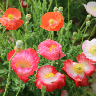 ��Ʒ���������˻��ܷN���ļ��ɲ� �׷N�û� �޸�Ұ���M�� �����A