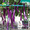 Huajun Purple Dragon Hangzhou Eggplant Seed Seed Egggrite Vested Fine Characters Fine Tender Spring and Summer Vegetable Vegetables 孑