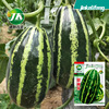 Sweet tooth melon seeds seeds and melon seeds are super sweet flowers and crispy crispy seasons, fruits, fruit seeds, vegetable seeds