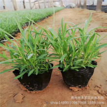 �ر�ʯ����ʯ�� ���������ݻ�ʯ�� ׯ�@ �G�� �����޸�ϵ��