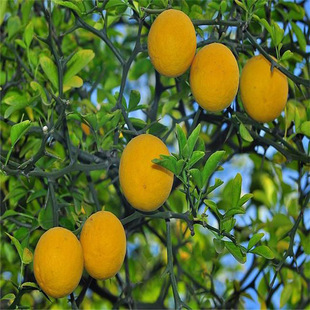 ���۴����F؛���٘��� 30����������  �׳ɻ� ��ϵ��