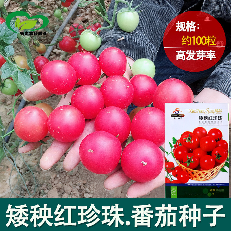 矮秧红珍珠矮生盆栽番茄种子批发 农田菜园红樱桃小西红柿蔬菜籽