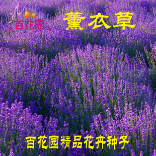 ޹�²ݷN�ӪM�~���_��˹���N�ļ��NͥԺ�������̨�������ԷN��