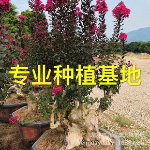 �������l��ޱ�䘶�辰 ������ޱ�Ϙ� ������ޱ���� ��ޱ���^�Ř�