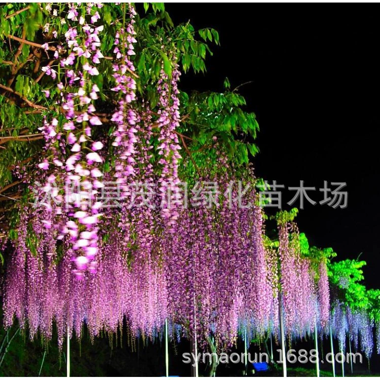 Детский двор альпинизм озеленение рассады деревьев восхождение лоза цветок балкон Горшечное растение разноцветковая рассада дерева глицинии