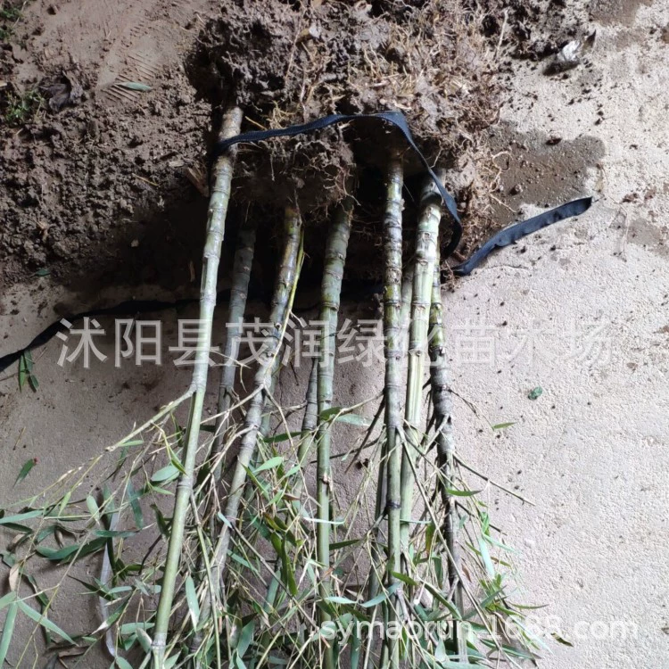 Двор Ландшафтный дизайн Бамбуковое растение в горшке Luohan Бамбук Вечнозеленая зеленая посадка 3 года рассады
