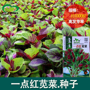 һ�c�t�{�˷N�� �r��ˈ@�����ԾG�~�t�����L�����t�{���߲���