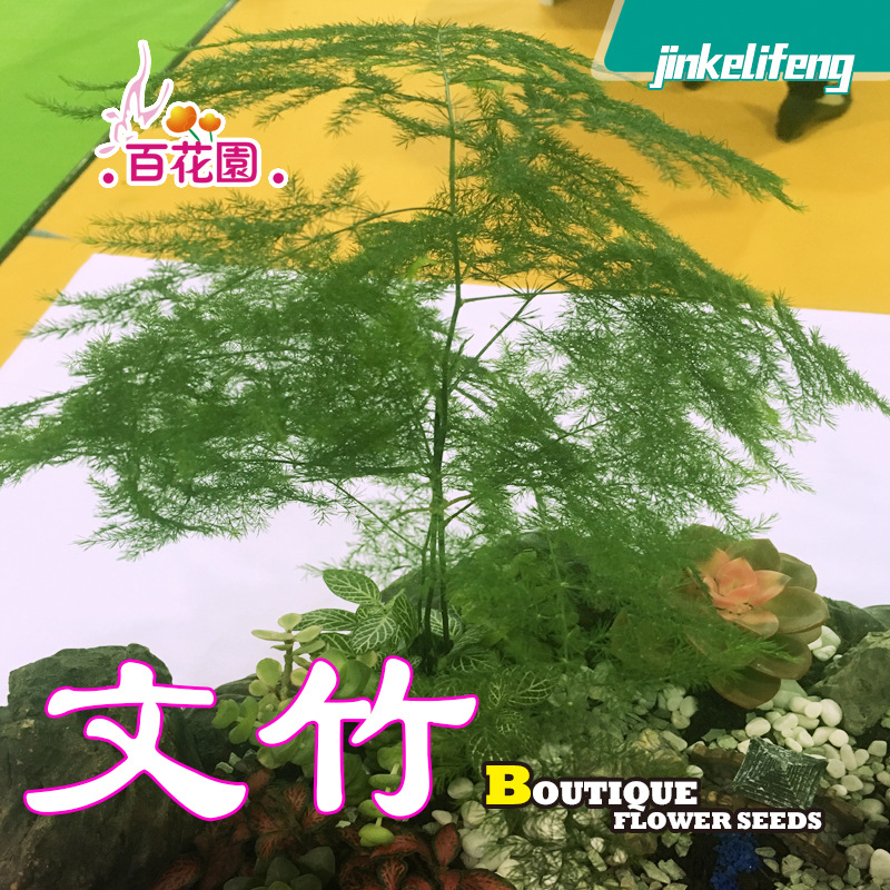 文竹种子四季易活室外阳台庭院花卉盆栽常绿花草植物观叶易种种籽