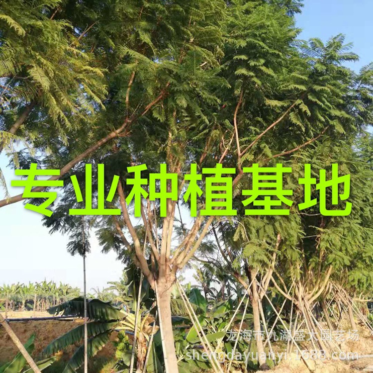 四川蓝花楹报价 福建蓝花楹价格 批发重庆行道树蓝花楹