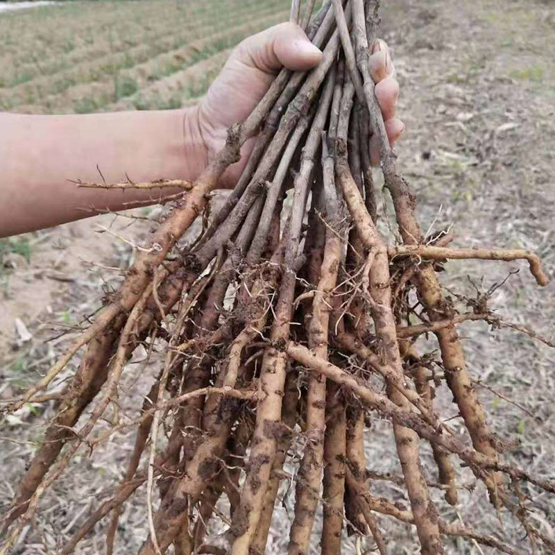牡丹苗 批发观赏花卉 优质油用牡丹苗  多分枝 规格全 品种好