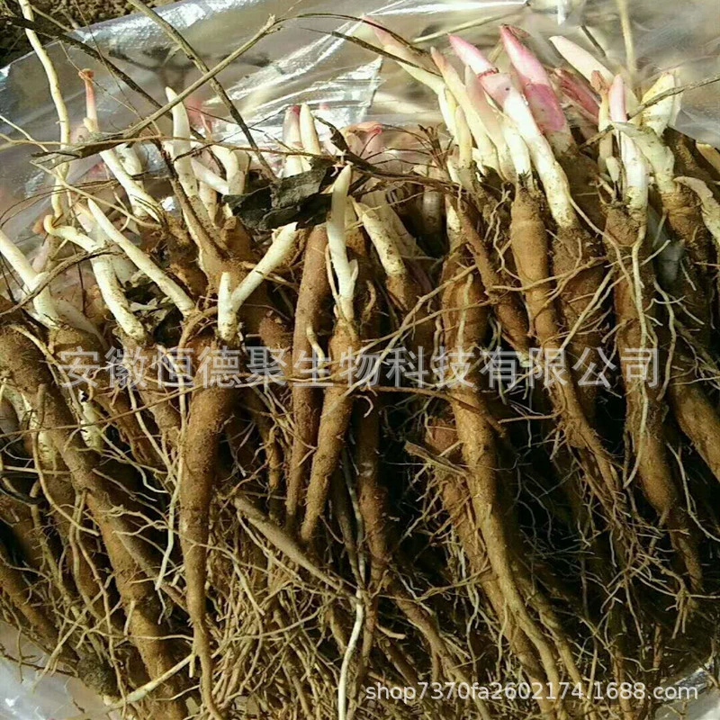 Саженцы пиона, улучшенные саженцы красного пиона, саженцы белого пиона, саженцы декоративного пиона, саженцы лекарственного пиона, саженцы с зелеными цветами