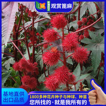 Դ^SlMͺNӈ@־G߳ɻֲ