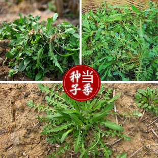 �j�j�˷N�� �r��ˈ@�������~����G�������ζҰ���߲���