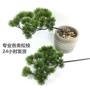 �S�����l����ֲ�����֦ �٘�֦���^�b�ӭ���� �������ϻ�������
