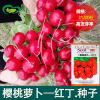 Red Ding cherry radish seeds wholesale farmland can be potted early red skin white meat small radish and vegetable seeds