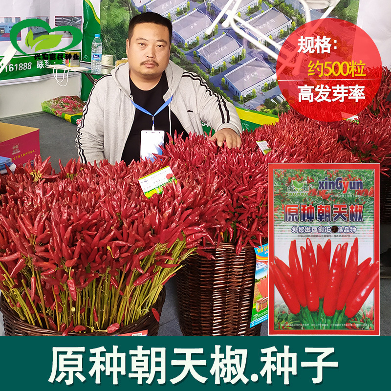 Chaotian Pepper Seeds Farm Vegetable Garden Spicy Thick Skin Color Good Cluster Pepper Seeds Vegetable Seeds