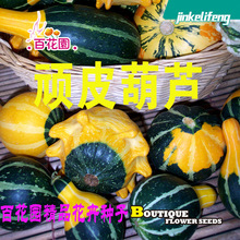 顽皮葫芦种子原厂包装鸳鸯梨观赏南瓜小淘气顽皮小孩迷你玩具瓜