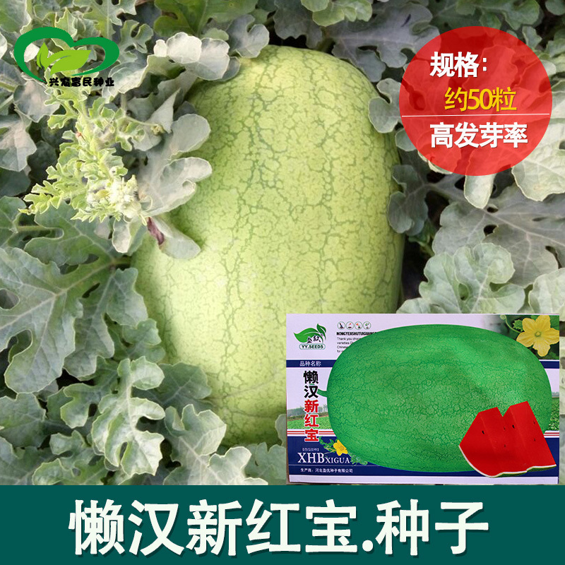 Lazy Man's New Hongbao Watermelon Seeds Farmland Vegetable Garden Sweet Crisp Sweet Tender Early and Medium Mature Oval Watermelon Fruit Seeds