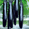 Eggplant seeds black and bright long eggplant black long meat thick and fine spring season vegetable seed seed garden rapeseed
