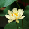 Four seasons pond large lotus seed seedlings seedlings water -raising potted lotus pond lotus root seed seedlings