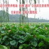 Four seasons pond large lotus seed seedlings seedlings water -raising potted lotus pond lotus root seed seedlings