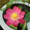 Four seasons pond large lotus seed seedlings seedlings water -raising potted lotus pond lotus root seed seedlings