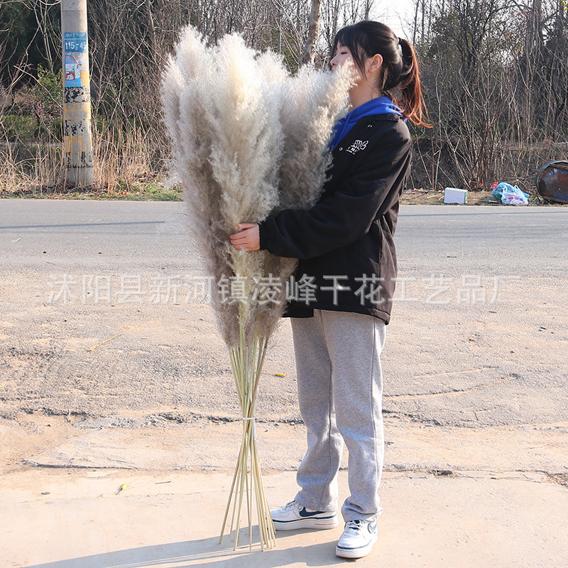 Reed Dried Flower Manufacturer Wholesale Internet celebrity big reed…