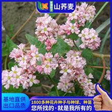 �w�����ܷN��ɽ�w������ֲ���ٱ����ηN�����l���^���ܷN��ֲ��N