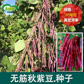 无筋秋紫豆架豆 农田菜园种肉厚紫芸豆架豆角种子 蔬菜种子