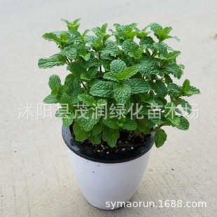 l̨ԾGֲ ʱˮɷN ߲ϷN