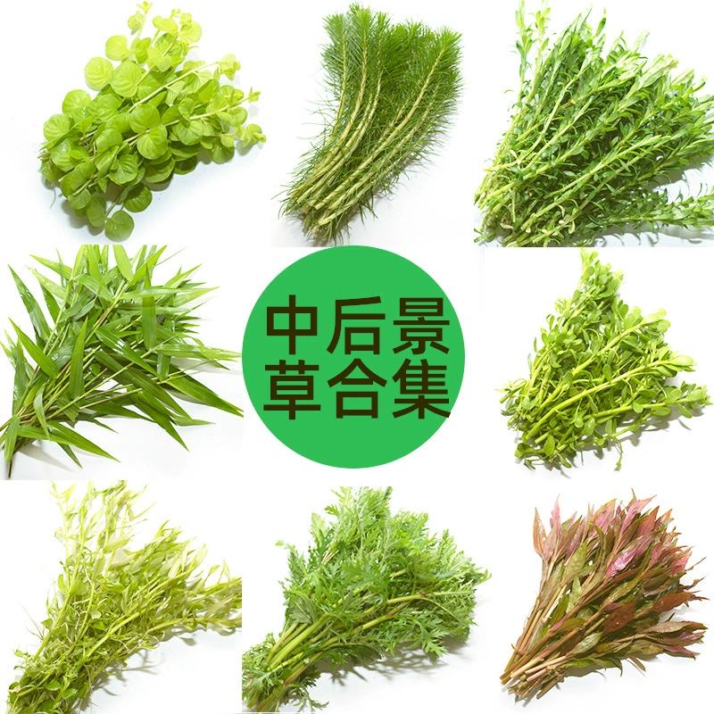 Водная Трава Аквариум озеленение живое тело средний и задний вид трава Тигровое ухо средняя ива зеленая Хризантема Зеленый дворец кресс-салат Фиолетовый Сирень
