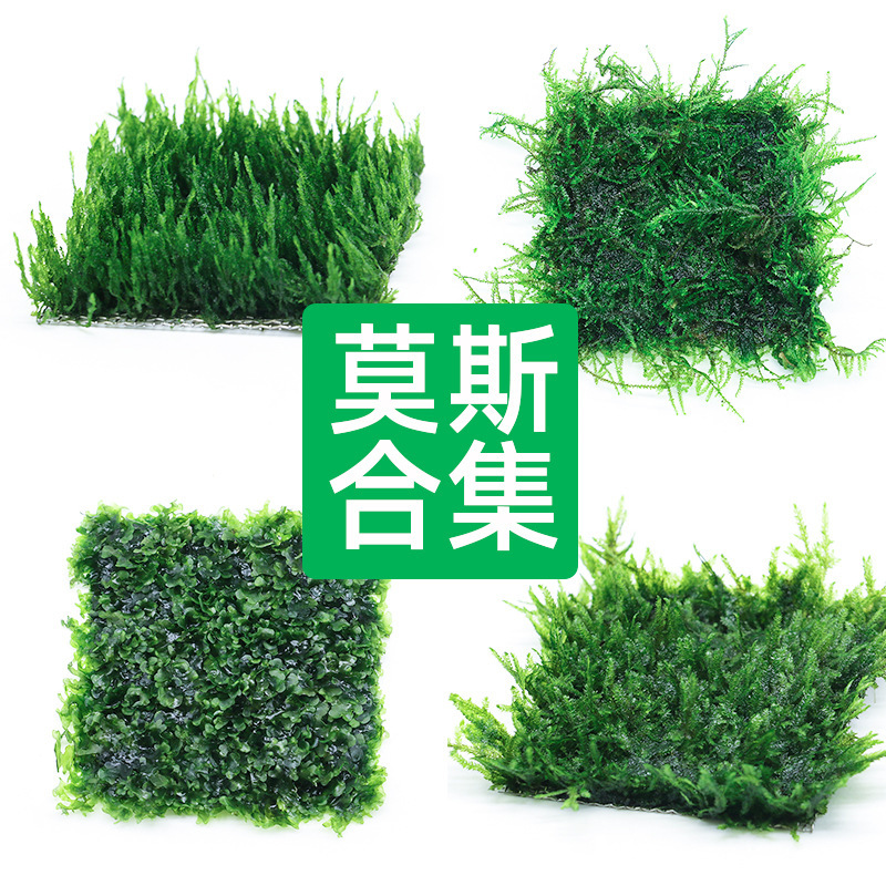Fish Tank Landscape Mesh Moss Big Triangle Wipe Moss Tree Phoenix Tail Moss Dumbwood Strange Fern Crystal Living Water Grass