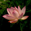 Four seasons pond large lotus seed seedlings seedlings water -raising potted lotus pond lotus root seed seedlings