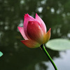 Four seasons pond large lotus seed seedlings seedlings water -raising potted lotus pond lotus root seed seedlings