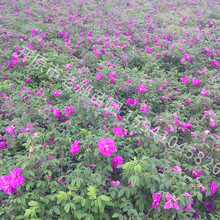 四季玫瑰灌木丛多季刺玫小苗扦插苗月季苗营养杯苗根系发达花期长