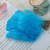 Blue of feathers lake